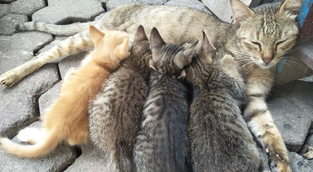 5 λόγοι που η μαμά γάτα εγκαταλείπει τα μικρά της