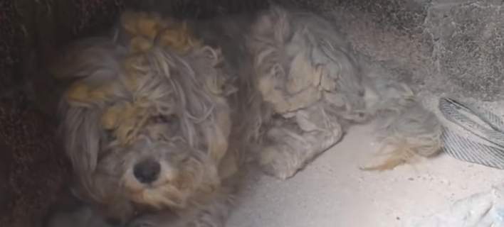 ΠΥΡΚΑΓΙΕΣ ΑΤΤΙΚΗΣ: Συγκινεί ο σκύλος που επιβίωσε μέσα σε φούρνο - VIDEO