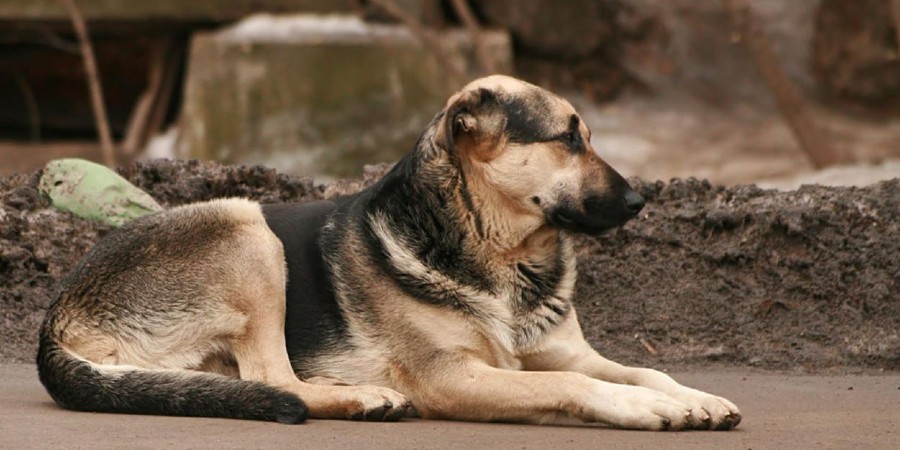 Αδέσποτοι σκύλοι – Σχέδιο ενίσχυσης από Κυβέρνηση για δημιουργία υποστατικών προσωρινής φύλαξης