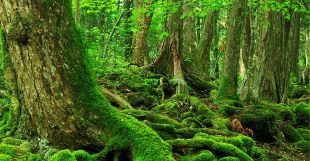 Στη Νιγηρία βρίσκεται το «Δάσος του Τρόμου» όπου αμέτρητοι άνθρωποι εξαφανίστηκαν μυστηριωδώς