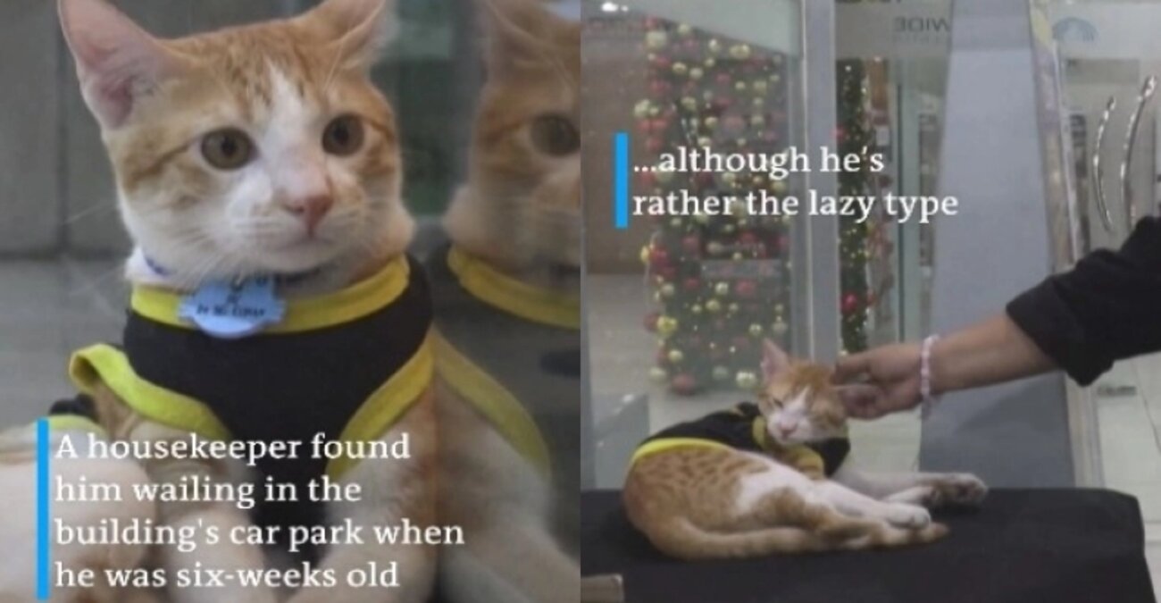 Η γάτα αστυνομικός που έχει γίνει τουριστική ατραξιόν σε εμπορικό κέντρο στη Μαλαισία  - Δείτε βίντεο