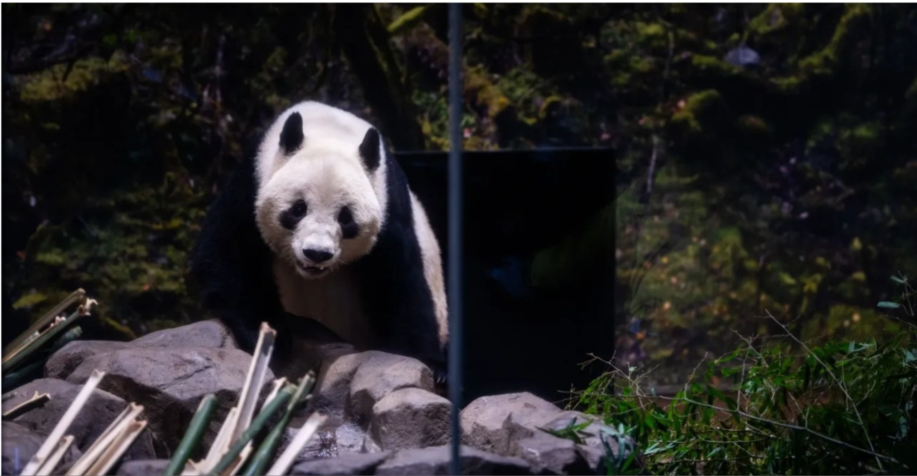 Η Ιαπωνία αποχαιρετά τα τελευτάια της πάντα - Επιστρέφουν στην Κίνα εν μέσω όξυνσης των σχέσεων