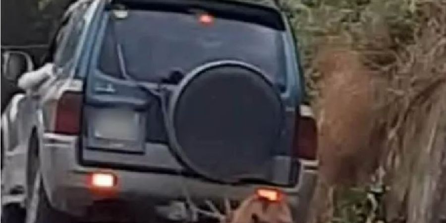 Ζάκυνθος: 63χρονος έσερνε κατσίκα με το αυτοκίνητο του - Πήρε «βαρύ» πρόστιμο - Βίντεο