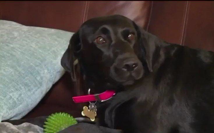 Το γαύγισμα του σκύλου έσωσε την οικογένεια από φρικτό θάνατο