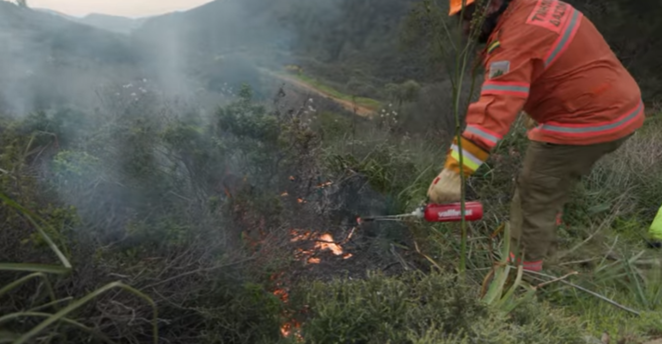 Ελεγχόμενη καύση στο Δάσος Μαχαιρά – Η μέθοδος που χρησιμοποιείται για να αποτραπούν μεγάλες πυρκαγιές