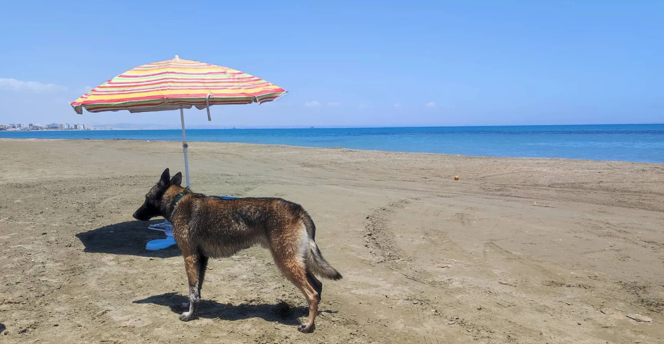 Στον «αέρα» η πρόσβαση στην παραλία σκύλων της Λάρνακας - Ζητούν παρέμβαση των Αρχών - Φωτογραφίες
