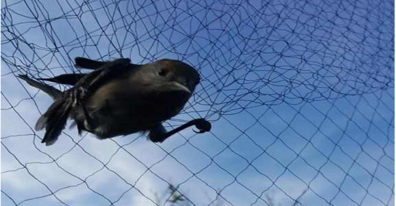 Βάσεις: Βρήκαν δίχτυα, παγιδευμένα πουλιά και 23 αμπελοπούλια σε θάλαμο - Χειροπέδες σε δύο