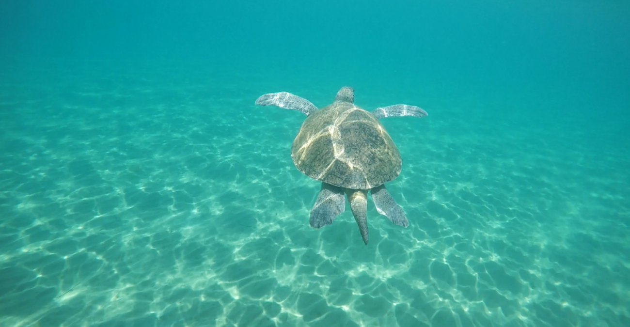 Τραγωδία στο Ακρωτήρι:  Νεκρή θαλάσσια χελώνα ξεβράστηκε στην ακτή - Σκληρές εικόνες