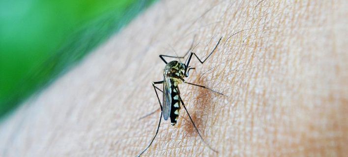 Φάρμακο καθιστά «θανατηφόρο» το αίμα μας για τα κουνούπια - Ελπίδες για την εξάλειψη της ελονοσίας   