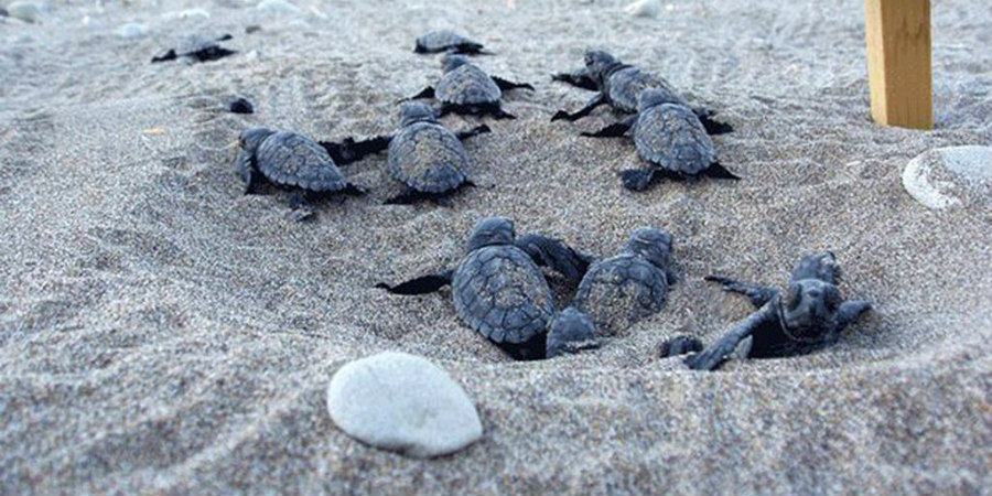 Νεογέννητες χελώνες καρέτα καρέτα κολυμπούν στη Μεσόγειο - VIDEO