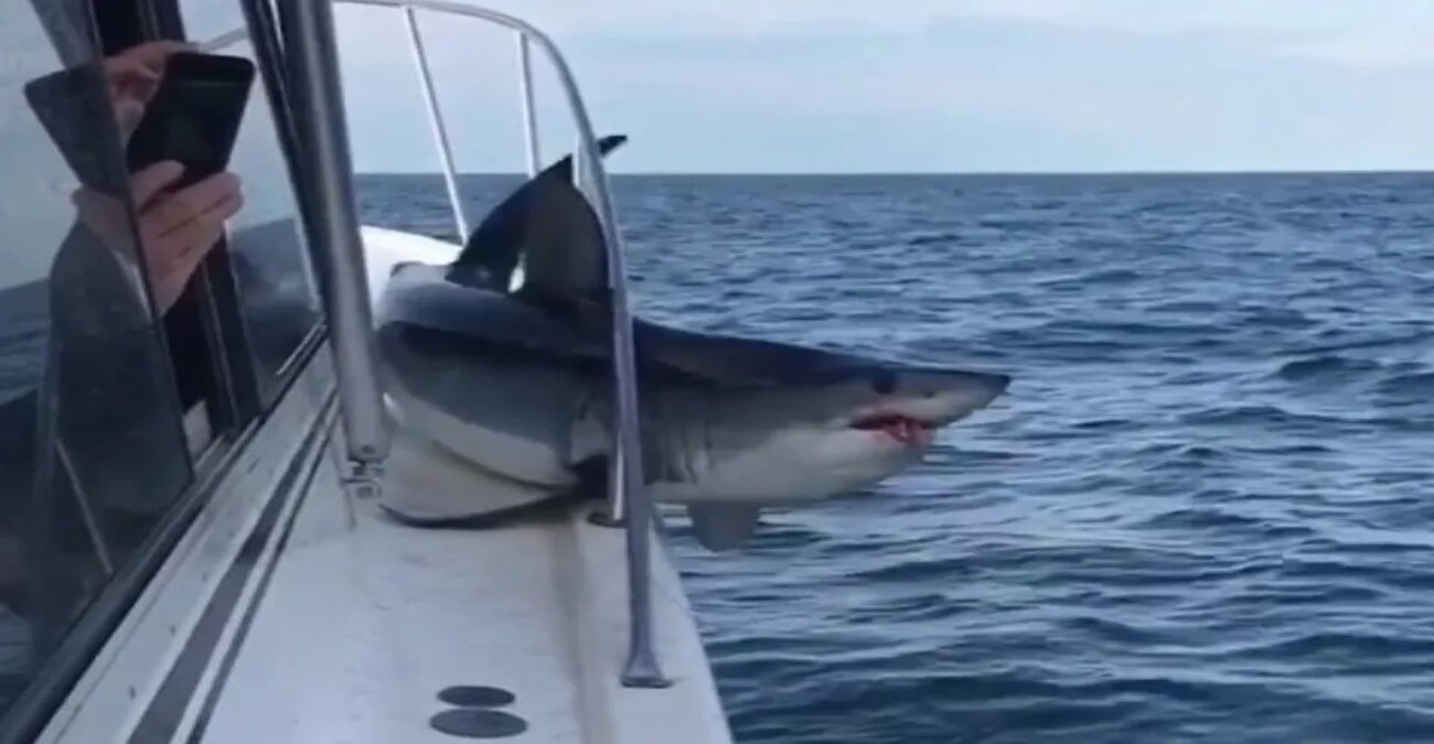 ΗΠΑ: Καρχαρίας σκορπά τον τρόμο - Η στιγμή που κόλλησε σε... βάρκα