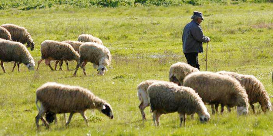 Τεράστια προβλήματα για χαλλούμι - Θέλουν να δουν Αναστασιάδη οι αγροτικές οργανώσεις - Ζητούν άμεση βοήθεια στους κτηνοτρόφους
