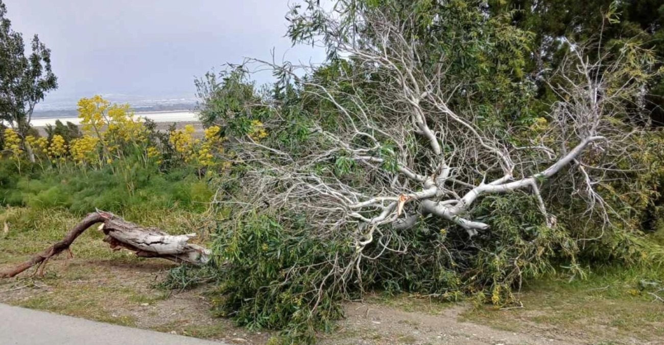 Χάος στην περιοχή Κουρίου - Ισχυροί άνεμοι προκάλεσαν πτώσεις δέντρων σε δρόμους - Δείτε φωτογραφίες