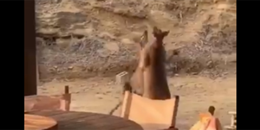 Καγκουρό παίζουν ξύλο σε μπυραρία – VIDEO