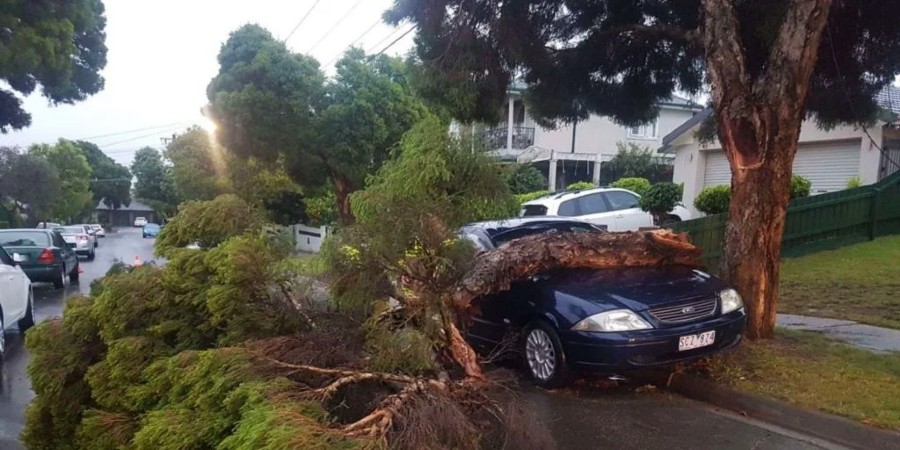 Χαλασμός από τους θυελλώδεις ανέμους - Έπεσαν δέντρα σε καλώδια της ΑΗΚ και αυτοκίνητα