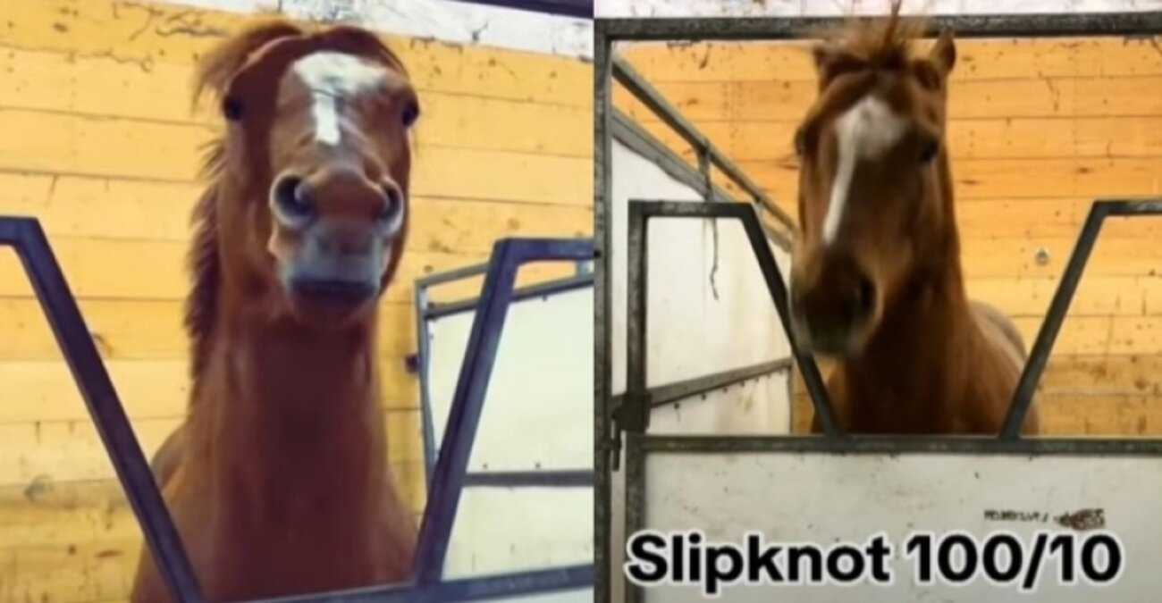 Αγωνιστικό άλογο έγινε viral επειδή λατρεύει τους Slipknot: «Τρέχει πιο γρήγορα όταν ακούει heavy metal» - Δείτε βίντεο