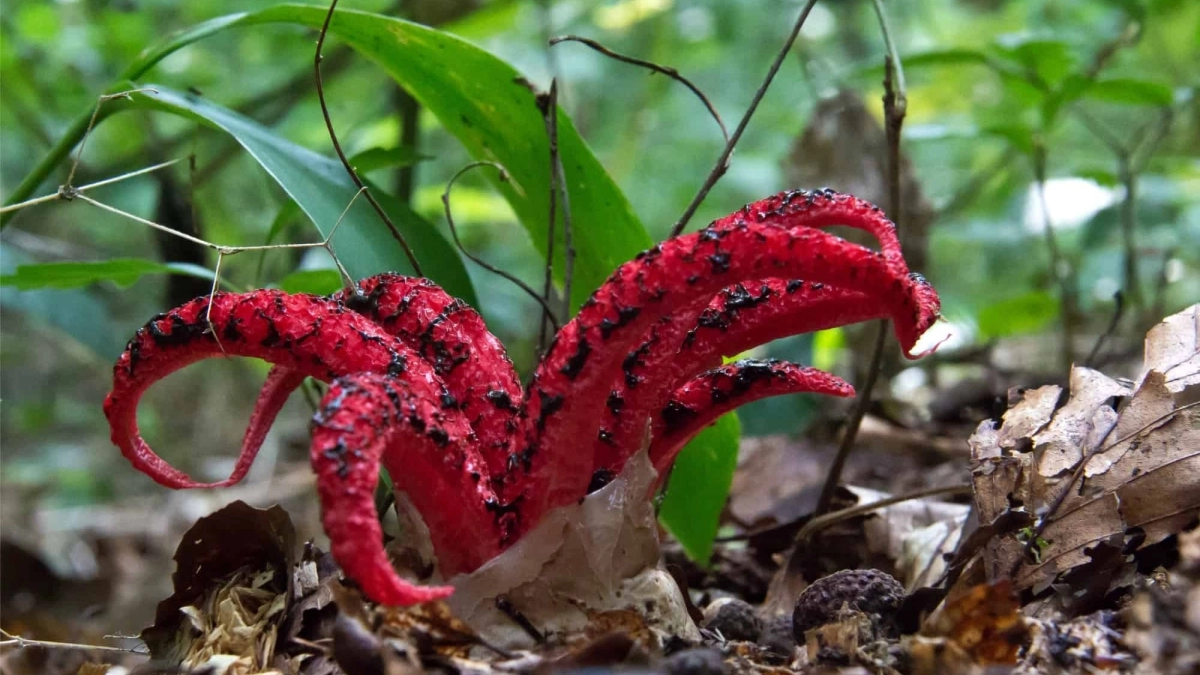 Μοιάζει με πλάσμα τρόμου, αλλά είναι μανιτάρι: Μυρίζει σάπιο κρέας 
