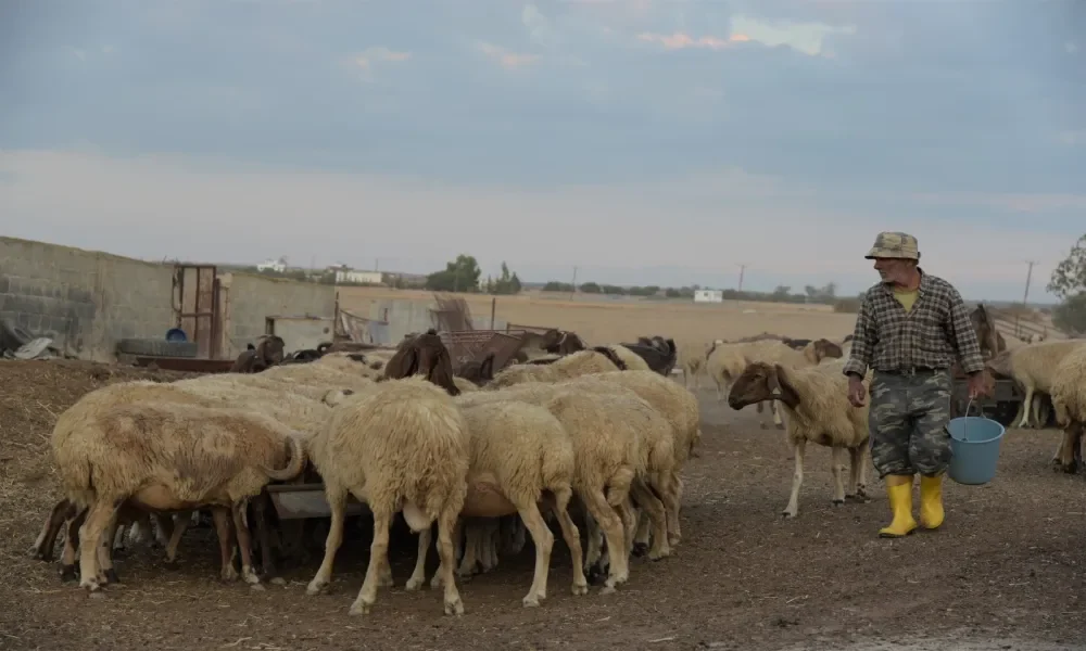 Κρούσμα αφθώδους πυρετού σε σπάνια κυπριακή φυλή προβάτων - «Είναι μια πολύ ψυχοφθόρα κατάσταση»