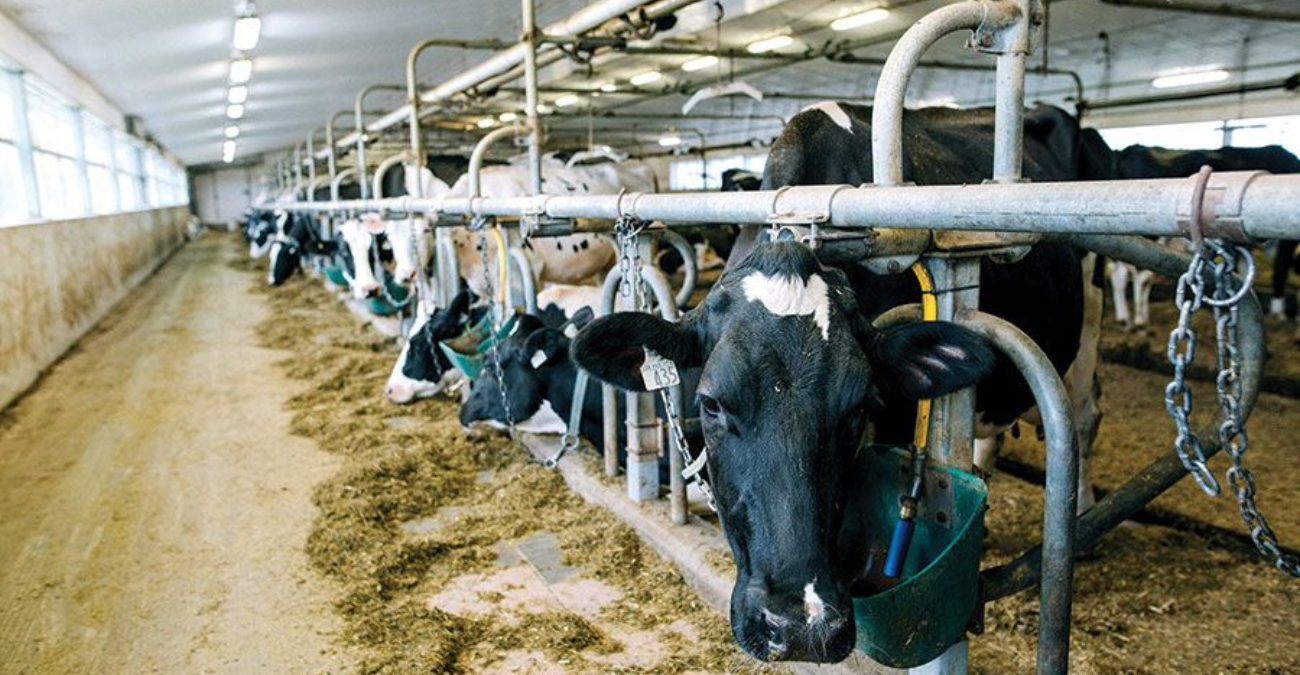 Ενίσχυση από το εξωτερικό για τον αφθώδη πυρετό -  Έρχονται κτηνίατροι από Σλοβακία