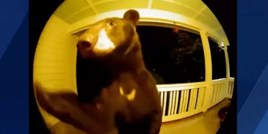Απρόσμενη «επίσκεψη»: Αρκούδα πήγε «επίσκεψη» σε σπίτι στις ΗΠΑ και χτύπησε το κουδούνι - Δείτε βίντεο