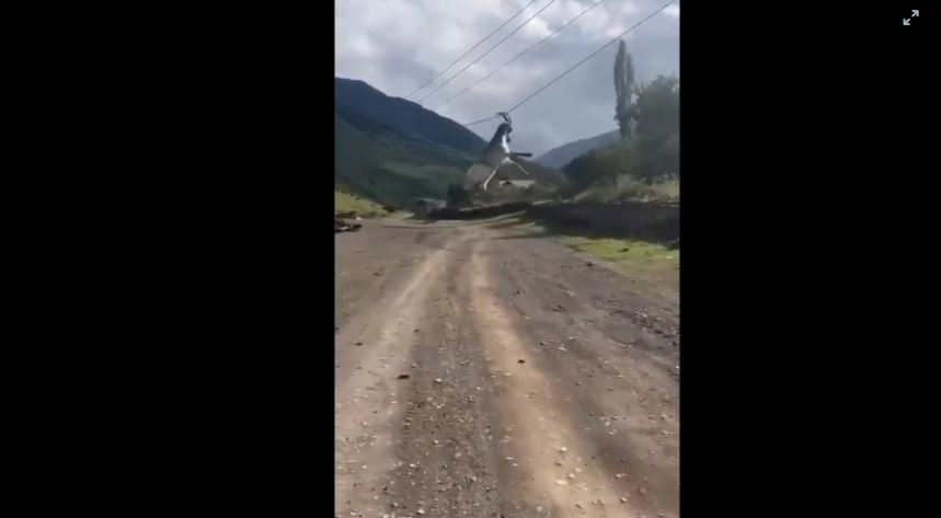 Απίστευτο περιστατικό στη Ρωσία: Κατσίκα κρεμάστηκε σε σύρματα πηδώντας από την καρότσα φορτηγού - Δείτε βίντεο