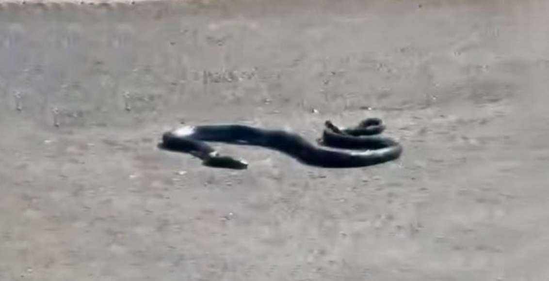 VIDEO: Φίδι βγήκε στο... σεργιάνι - Έκοβε βόλτες σε κεντρικό δρόμο της Κύπρου
