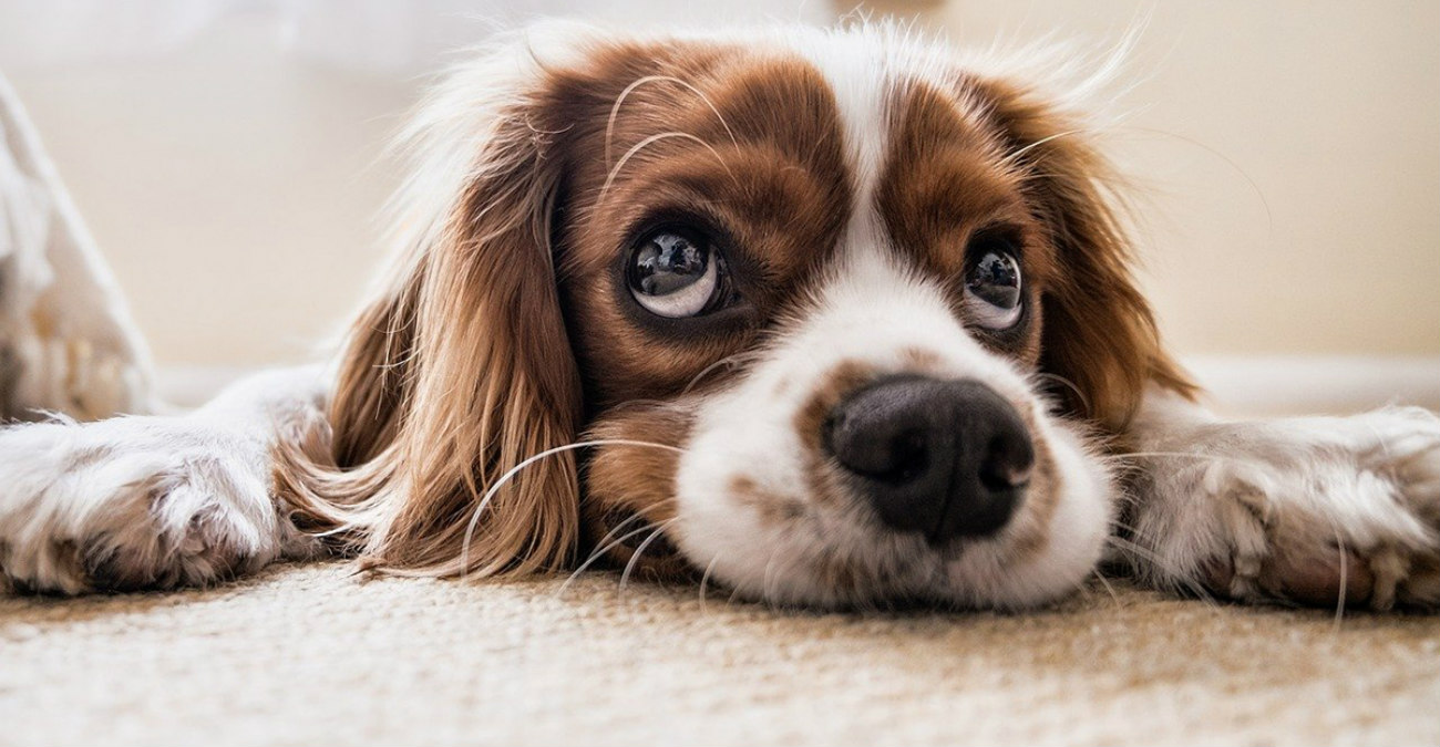 Αυτό είναι το πιο στρογγυλό σκυλί του κόσμου και βρίσκεται στην Ιαπωνία - Δείτε φωτογραφίες και βίντεο