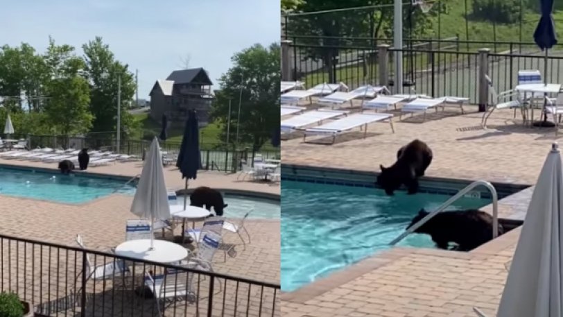 Αρκούδες «ξέσκασαν» σε pool party: Έκαναν μπάνιο σε πισίνα! - ΒΙΝΤΕΟ 