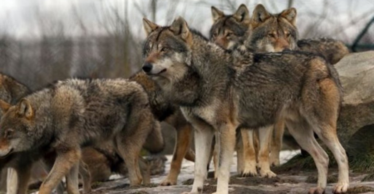 Γιατί είναι απαραίτητοι οι λύκοι; Η απάντηση που αλλάζει όσα νομίζαμε