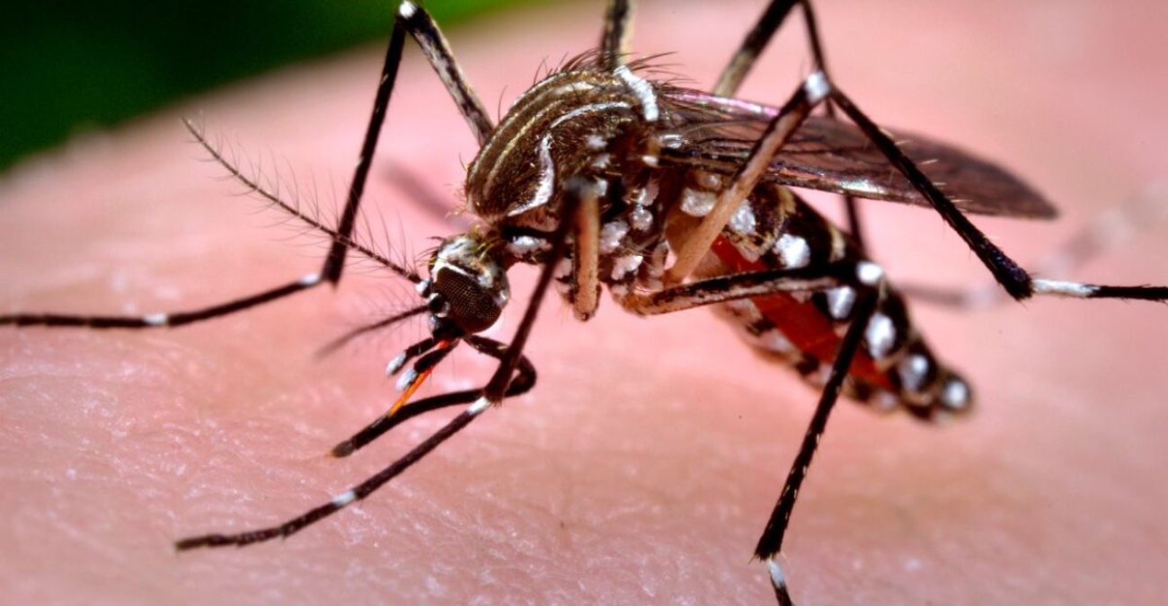 Λάρνακα: Εντοπίστηκε μικρός αριθμός ενήλικων κουνουπιών του είδους Aedes aegypti 