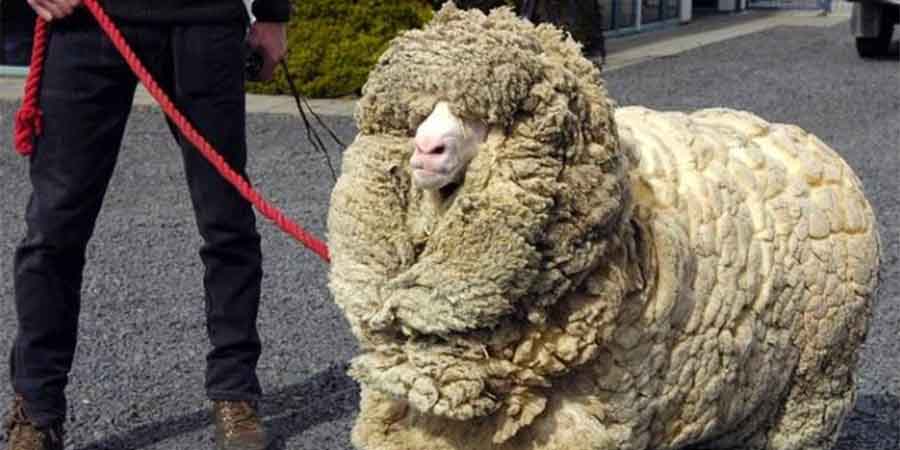 Αγρότης ανακάλυψε τεράστιο μαλλιαρό πρόβατο - Δεν είχε κουρευτεί για πέντε χρόνια - ΦΩΤΟΓΡΑΦΙΕΣ