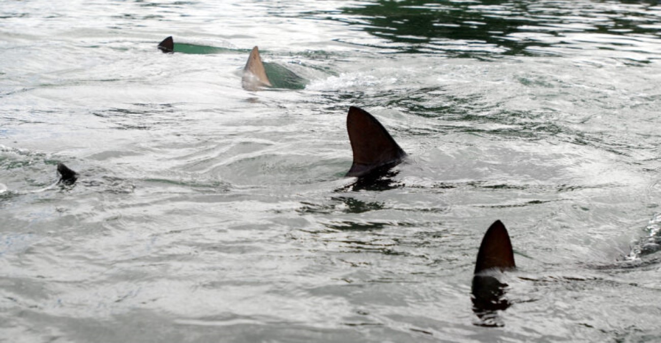 Αυστραλία: Επίθεση καρχαριών σε φουσκωτό καταμαράν στη θάλασσα των Κοραλλίων