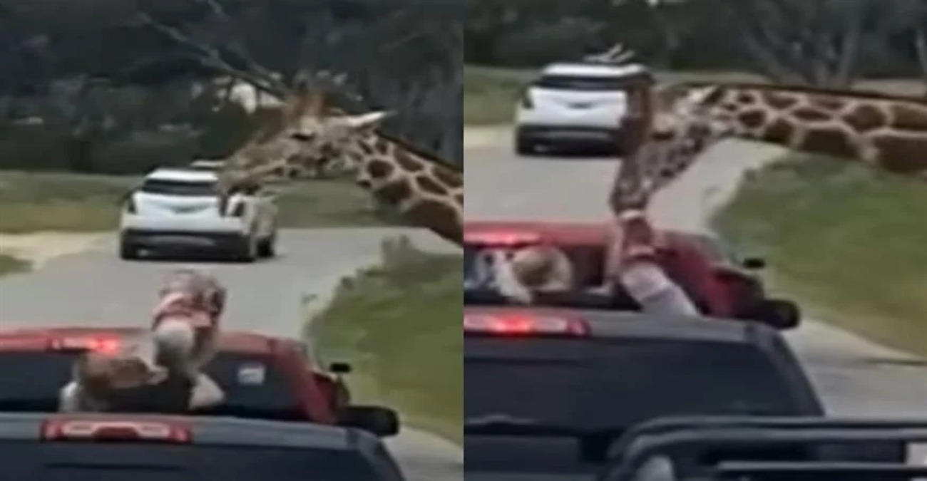 Απίστευτο περιστατικό στις ΗΠΑ: Καμηλοπάρδαλη σήκωσε στον αέρα 2χρονη - Δείτε βίντεο
