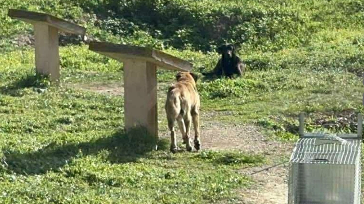 Άγρια επίθεση αδέσποτων σκυλιών σε 17χρονη στο Αργος - Νοσηλεύεται σε κρίσιμη κατάσταση