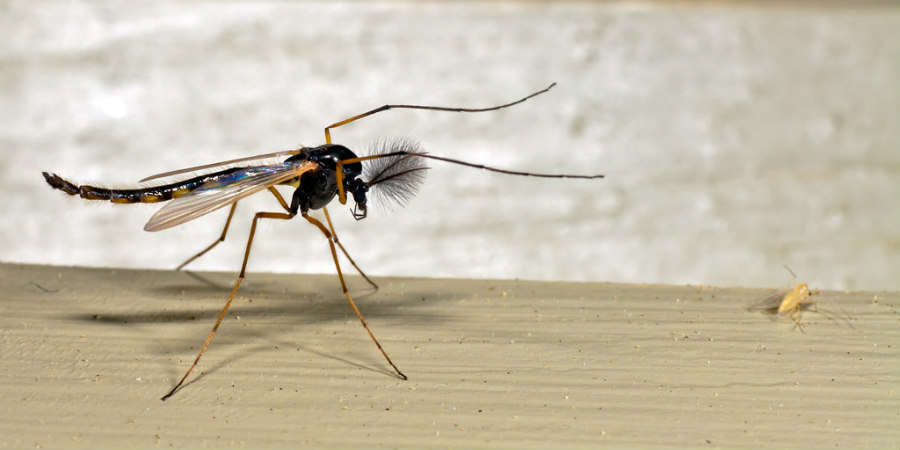 ΛΑΡΝΑΚΑ-ΑΛΥΚΗ: Ραγδαία αύξηση αλλεργιογόνων κουνουπιών