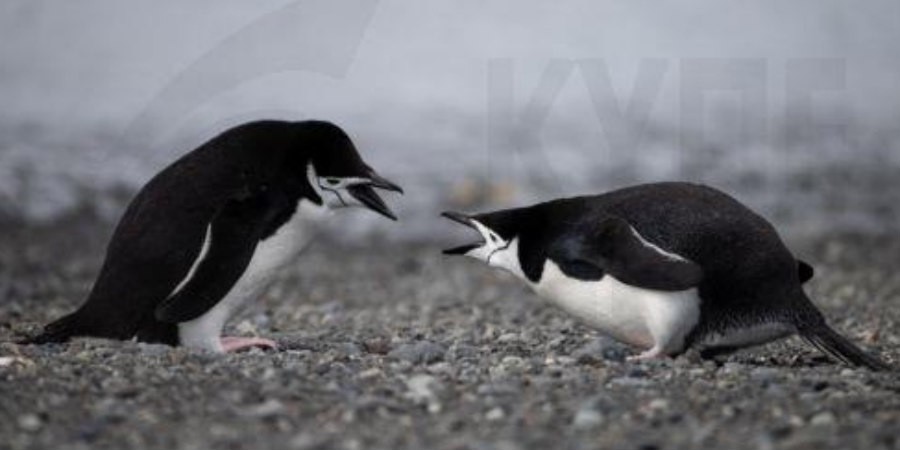 Εντοπίστηκαν κρούσματα της γρίπης των πτηνών σε πιγκουίνους στο Κέϊπ Τάουν