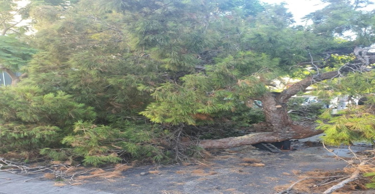 Σέρρες: Νεκρός 42χρονος υλοτόμος στο Καστανοχώρι – Τον καταπλάκωσε δένδρο