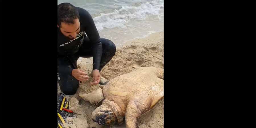 ΚΥΠΡΟΣ: Ερασιτέχνης ψαράς έσωσε χελώνα που πιάστηκε σε δίκτυα ψαράδων - ΒΙΝΤΕΟ