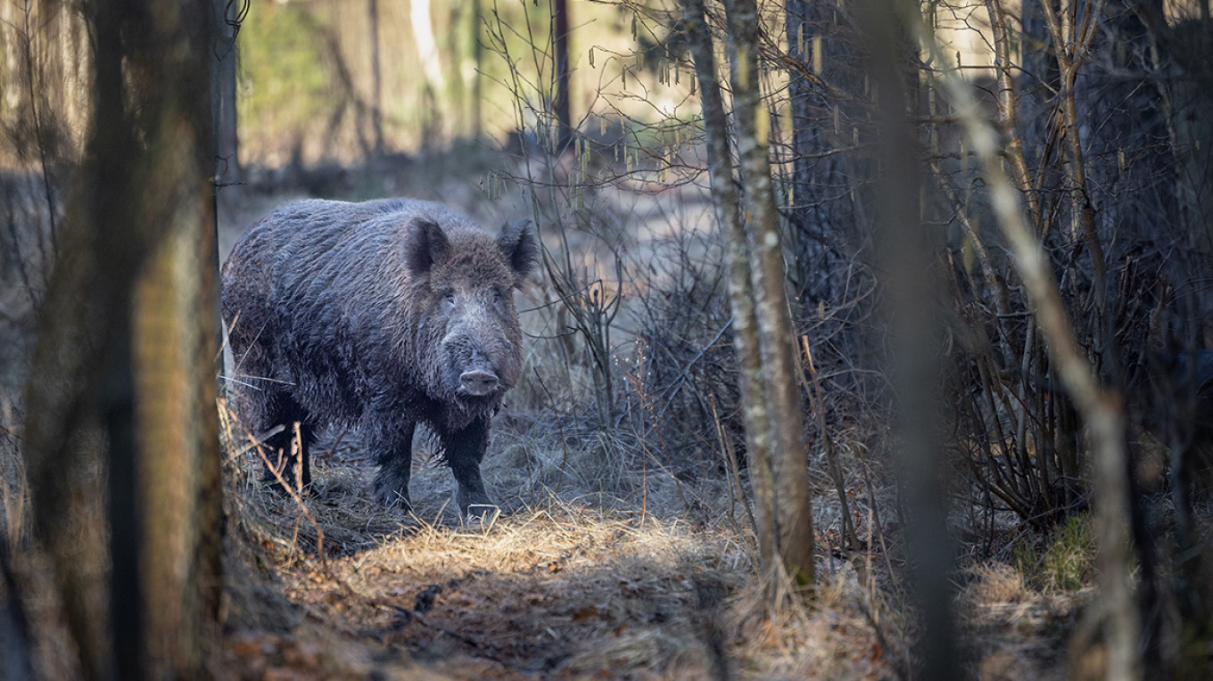 Ελλάδα: Αγριογούρουνο τραυμάτισε σοβαρά σε χέρι και πόδι κυνηγό στην Καστοριά