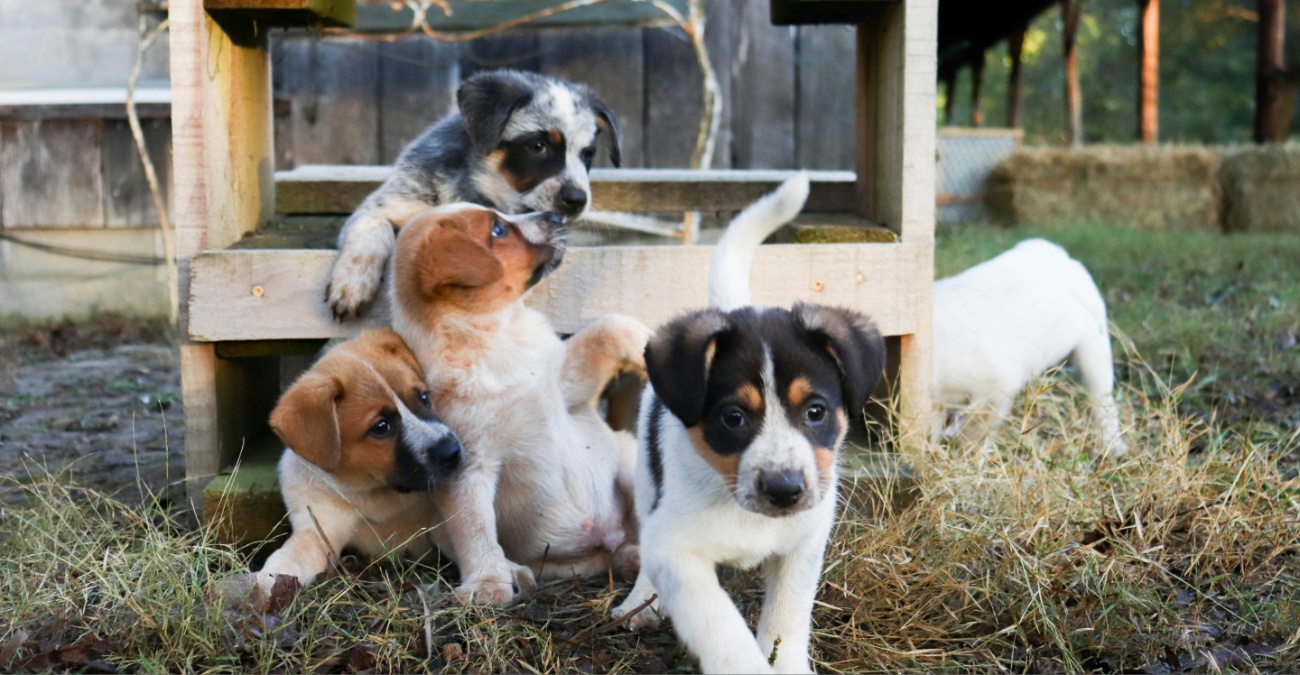 Τραγική κατάληξη στη Λευκωσία: Τρία σκυλιά εντοπίστηκαν νεκρά σε φράκτη λυμάτων