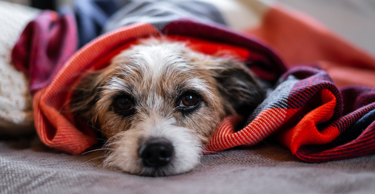 Μυστηριώδης ασθένεια μολύνει τα σκυλιά στις ΗΠΑ – Τα συμπτώματα που προκαλεί