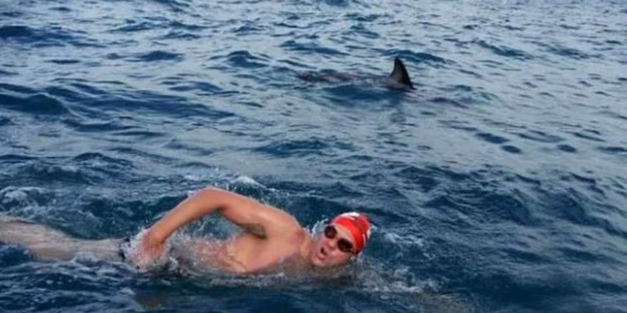Απίστευτο: Δελφίνια σχηματίζουν τείχος και σώζουν κολυμβητή από καρχαρία - Δείτε βίντεο