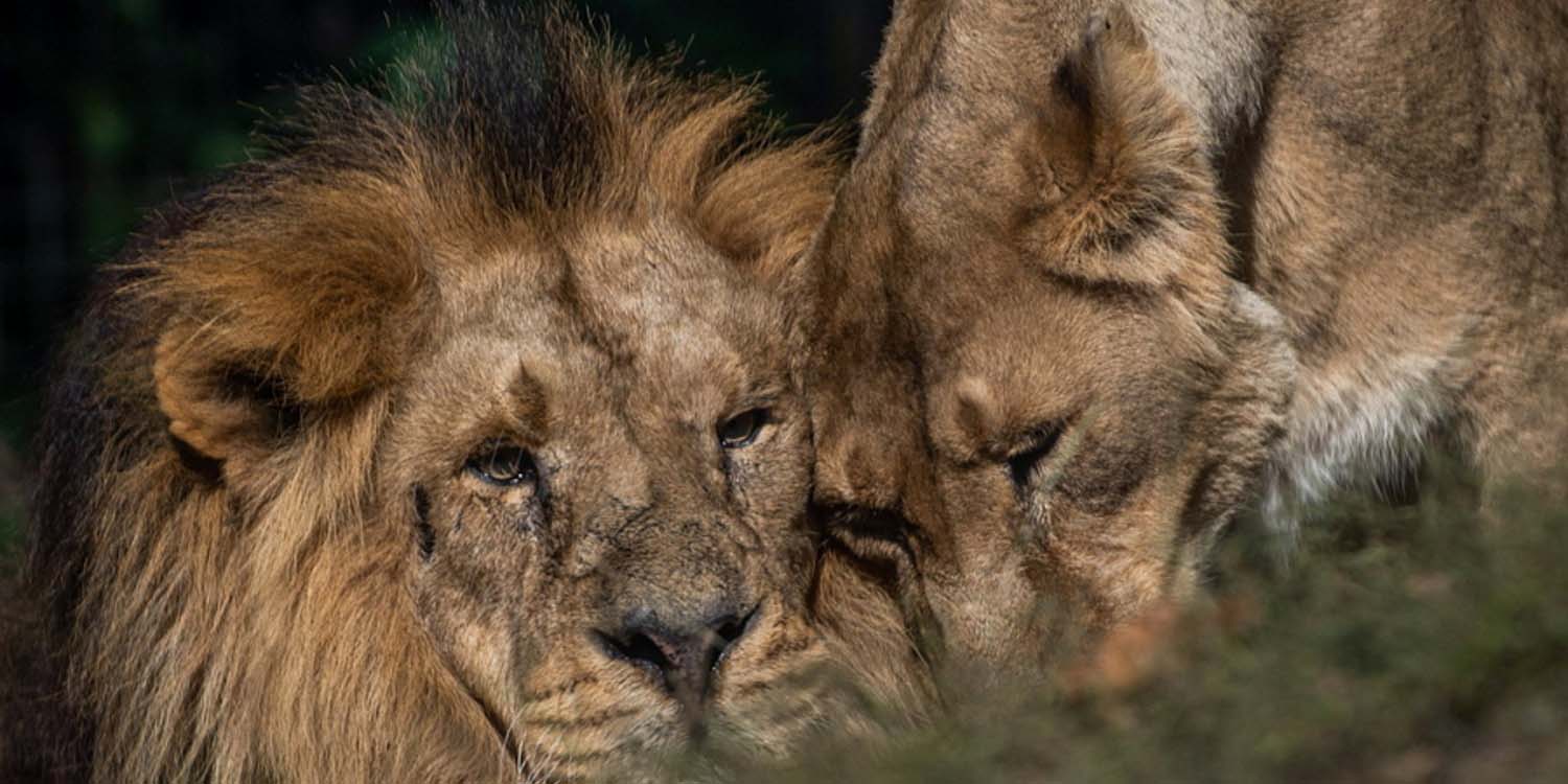 Θετικά στον κορωνοϊό τέσσερα λιοντάρια σε ζωολογικό κήπο