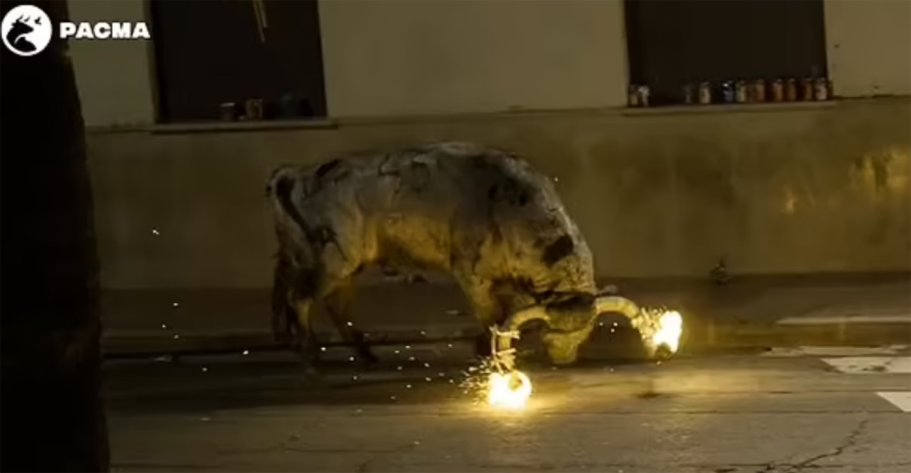 Σάλος με βασανισμό ταύρου στην Ισπανία - Άναψαν φωτιές στα κέρατά του και τον τραβούσαν στον δρόμο -Βίντεο 