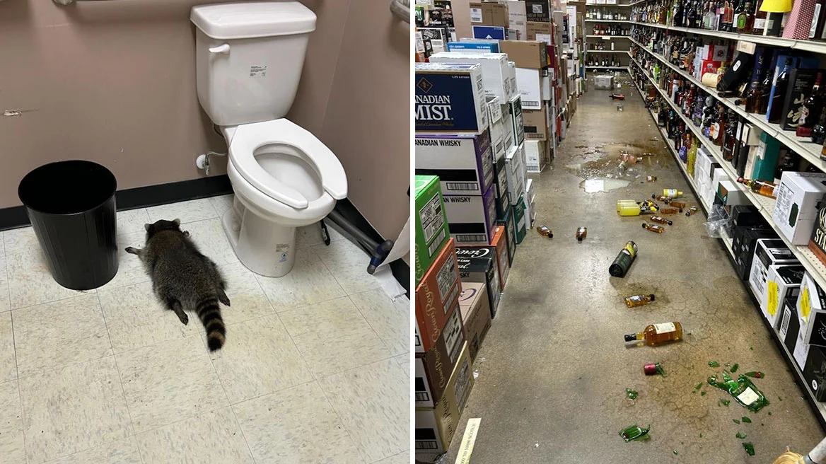 Ρακούν μπήκε σε κάβα στη Βιρτζίνια, μέθυσε και λιποθύμησε στο μπάνιο - Δείτε φωτογραφίες