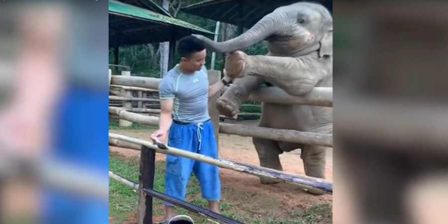 Ελέφαντας κάνει τα πάντα για μια αγκαλίτσα- Αμήχανος ο φύλακας- VIDEO