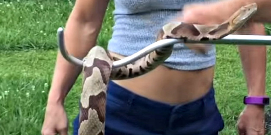 ΕΛΛΑΔΑ - ΤΡΙΚΑΛΑ: Μητέρα άρπαξε φίδι που τρύπωσε στο κρεβάτι του γιου της