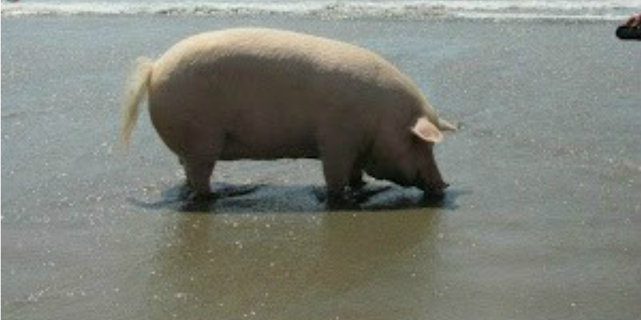 Γουρούνι κυκλοφορεί σε παραλία της Κύπρου; ΦΩΤΟΓΡΑΦΙΑ