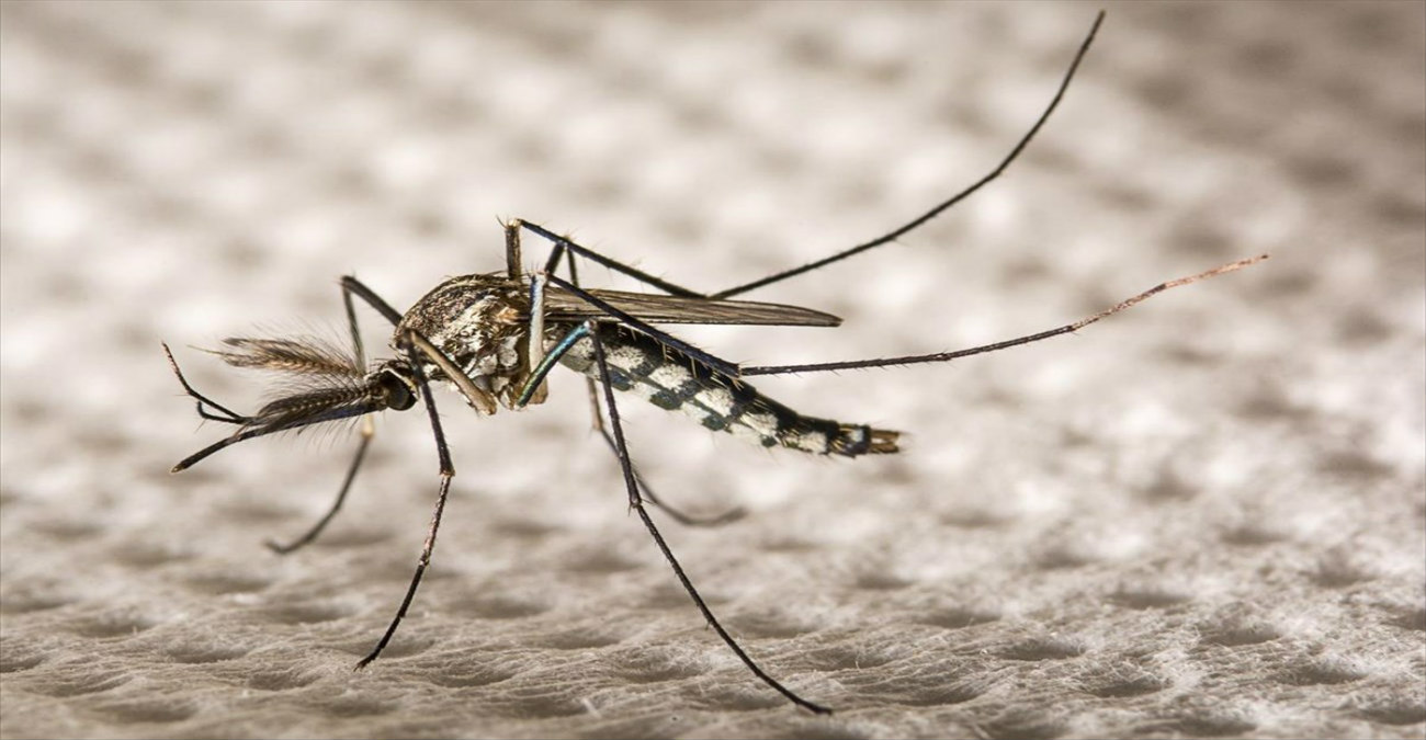 Σε συναγερμό οι Αρχές για το κουνούπι «Τίγρης» στη Λεμεσό – Εντοπίστηκε στην περιοχή της Μέσα Γειτονιάς 