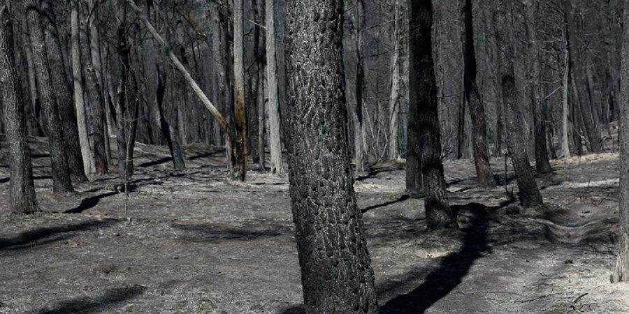Περισσότερα από 650.000 στρέμματα οι καμένες εκτάσεις σε Εύβοια, Αττική, Λακωνία
